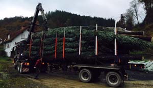 Verladen von 12 Meter Tannen