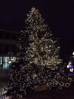 15 Meter Edeltanne in der N&uuml;rnberger Altstadt bei Nacht