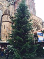 14 Meter Nordmann-Edeltanne am N&uuml;rnberger Christkindlesmarkt