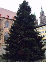 15 Meter Edeltanne in der N&uuml;rnberger Altstadt