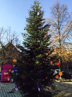 10 Meter Edeltanne in F&uuml;rth