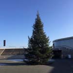 12 Meter Edeltanne in Herzogenaurach