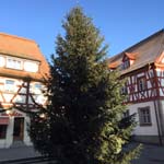 14 Meter Edeltanne in Herzogenaurach