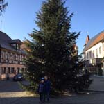 14 Meter Nordmanntanne in Herzogenaurach