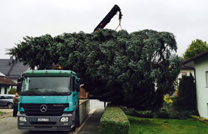 Ankauf einer 15 Meter Nordmanntanne aus Privatbesitz
