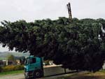 Verladung einer 15 Meter Edeltanne aus einem Privatgarten