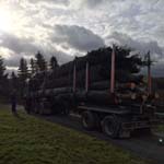 Verladung der gro&szlig;en B&auml;ume im Spessart