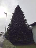 15 Meter Edeltanne noch im Privatgarten