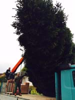 First Cut - Die Edeltanne wurde sicher gef&auml;llt